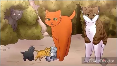 J'ai eu des chatons.