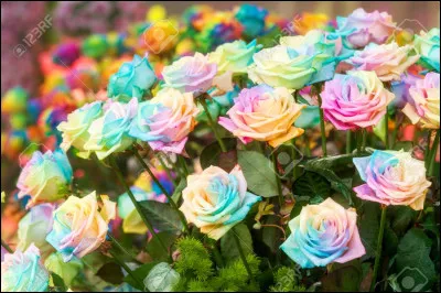 Quelles fleurs préfères-tu ? (2)