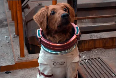 Dans quel film voit-on ce chien ?