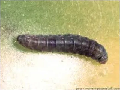 Quelle partie d'une plante est généralement minée par la mineuse ou l'insecte mineur ?