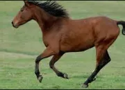 Quiz Galop 4