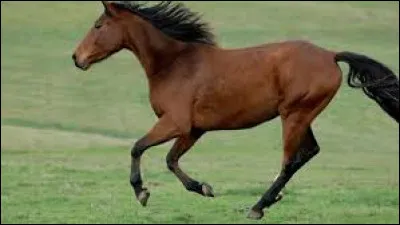 Combien faut-il savoir sauté pour le Galop 4 ?