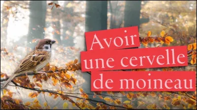 Que signifie ''Avoir une cervelle de moineau'' ?