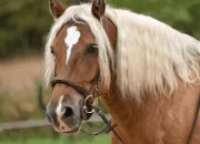 Quiz Galop 2 QUIZ
