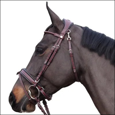 Comment appelle-t-on ce filet ?