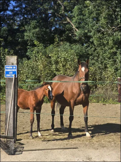 Vrai ou faux ?
Un poulain peut galoper 1 jour après sa naissance :