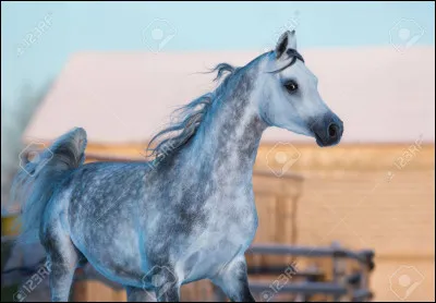 Quelle est cette race ?