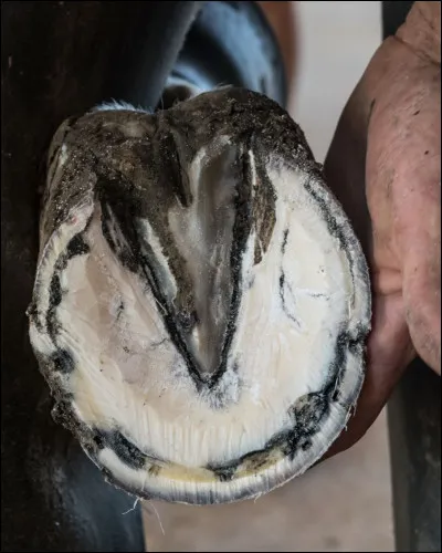 Quelle partie du sabot ne faut-il pas toucher quand on cure les sabots ?