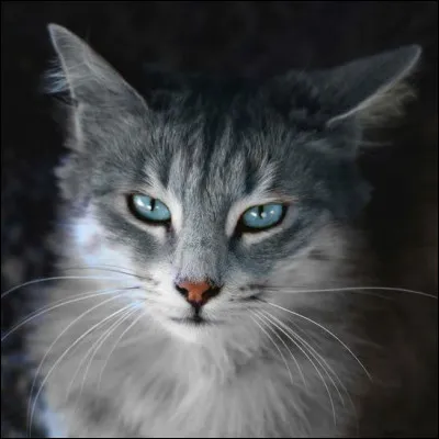 Qui est son compagnon ?