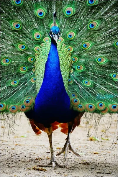 Est-ce que des fois tu as l'impression d'avoir une queue, des oreilles ou des plumes (et autres) ?