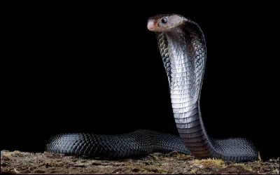 Pourquoi as-tu fais ce test ?