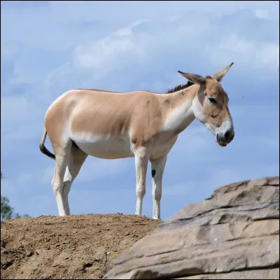 Quel est le nom de cet âne sauvage ?