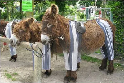 Sur quelle île charentaise peut-on voir ces ânes en culottes ?