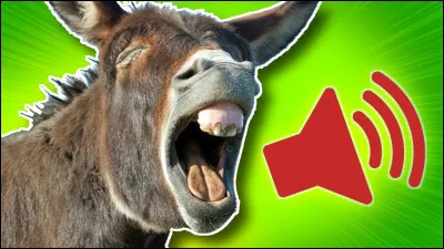 Quel est le cri de l'âne ?