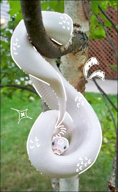 Est-ce que les thérians se comportent comme des animaux (vont chez le vétérinaire, ont une litière, une gamelle...) ?