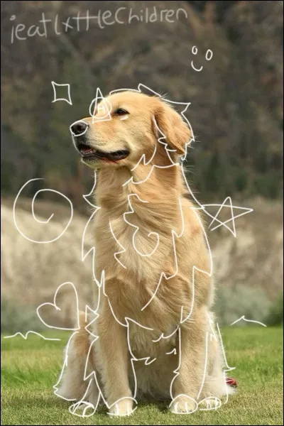 Avoir une connexion avec un animal, qu'est-ce que c'est ?