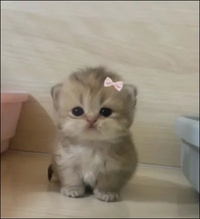 Petite Feuille considérait Poil dÉcureuil et Feuille de Lune comme étant ses filles .