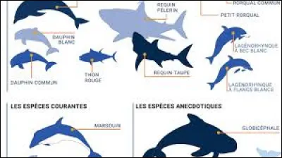 Quel est l'autre nom du poisson appelé thazard noir ?