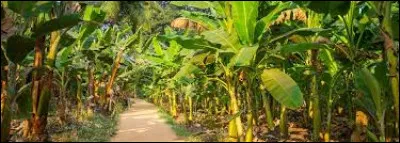 Quelle est la définition d'une république bananière ?