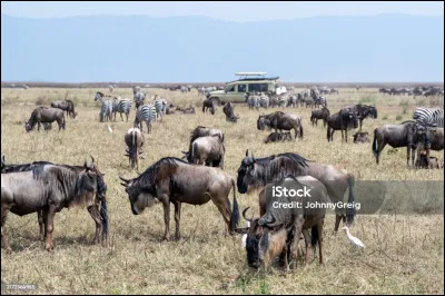 Chaque année, au large de l'Afrique du Sud, se produit un évènement extraordinaire !