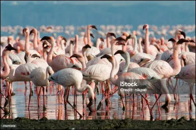 Citez trois pays africains traversés par le Tropique du Capricorne !
