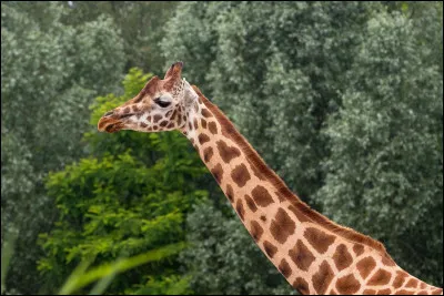 L'un de ces trois animaux n'est pas africain, lequel ?