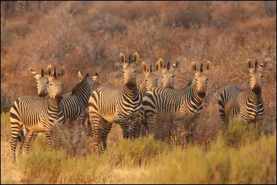 Dans quel pays africain se trouve la ville de Mombasa ?