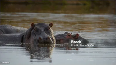 Jeux olympiques 2000 à Sydney en Australie, après que ses deux adversaires aient été disqualifiés pour faux départ, le nageur équatoguinéen Eric Moussambani se voit contraint de nager seul, que va t-il se passer ?