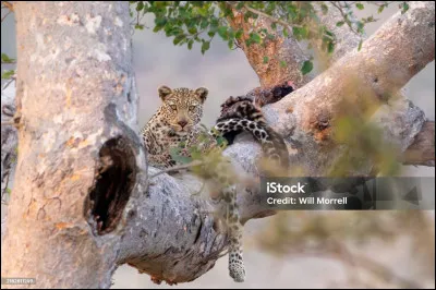 Homo Sapiens ( l'homme moderne) est notre ancêtre direct, il serait apparu et aurai vécu en Afrique depuis environ ...