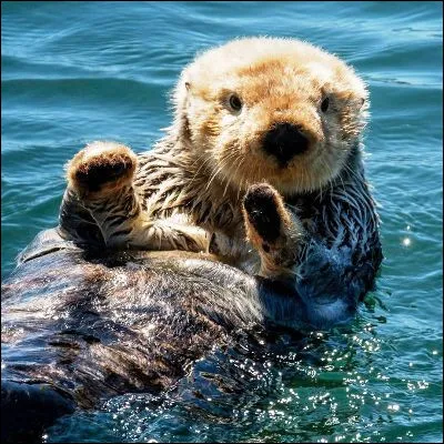 Quelle race de chien, quune légende attribue à un croisement avec une loutre, est représentée par Baltique, qui a publié ses mémoires ?