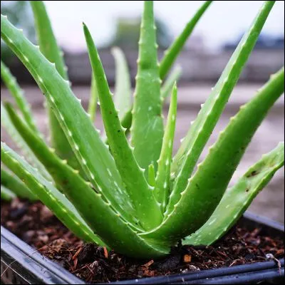 Quelle plante médicinale utilisée depuis lAntiquité est utilisée comme médicament sous forme de suc extrait de ses feuilles ou en cosmétique sous forme de gel ?
