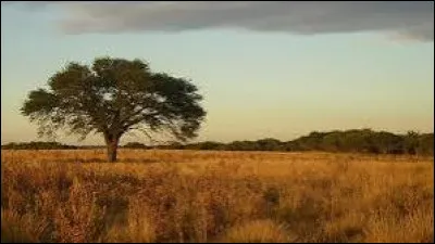Quelle prairie d'Argentine est battue par les vents ?
