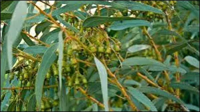 Quel animal australien se nourrit de feuilles d'eucalyptus ?