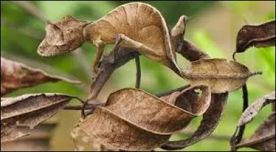 Quel terme désigne la couleur et le motif permettant aux animaux de se fondre dans le paysage ?