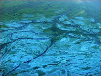 Quel est l'autre nom des algues bleues ?