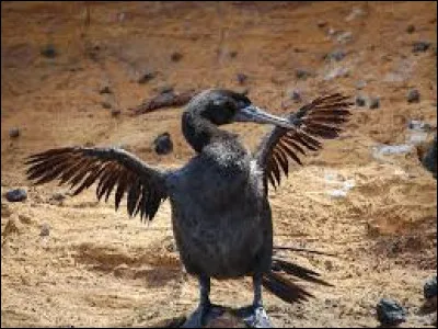 Quel oiseau des Galapagos a perdu son aptitude au vol ?