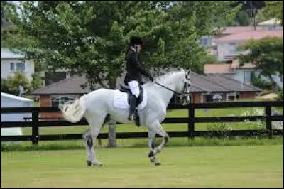 Quelle doit être l'angle de l'épaule d'un cheval ?