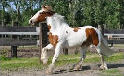 Quelle est la robe de ce cheval ?