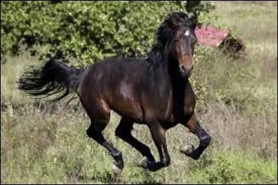 Quels sont les objectifs du Galop 7 ?