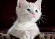 Test Quel est ton animal ?