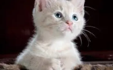 Quiz Animaux
