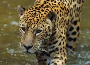 Quiz Trouver le nom de ces animaux