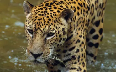Quiz Animaux