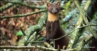 Quel est cet animal ?