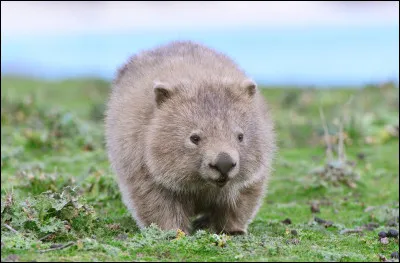 Quel est cet animal ?