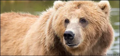 Quelle est cette espèce dours ?