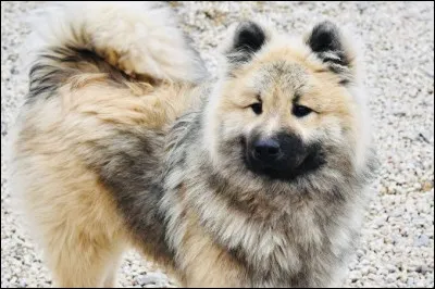 Quelle est cette espèce de chien ?