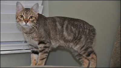 Quelle est cette espèce de chat ?