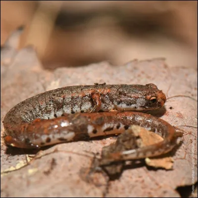 La salamandre taupe est appelée ainsi car :