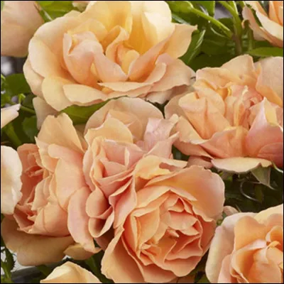 Quelle est la fleur favorite ?